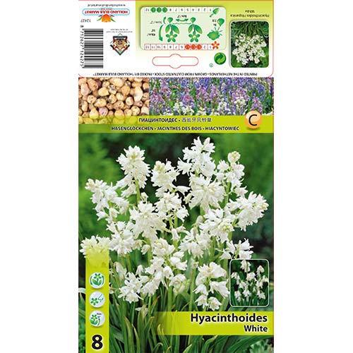 Hyacinthoides Hisp. White interface.art foto 1 Hyacinthoides Hisp. White interface.image 1 interface.art 67370