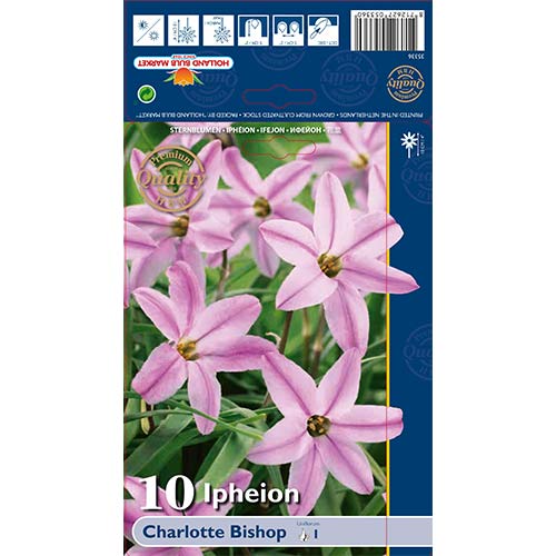 Ifeyon Charlotte Bishop interface.art foto 1 Ifeyon Charlotte Bishop interface.image 1 interface.art 68013