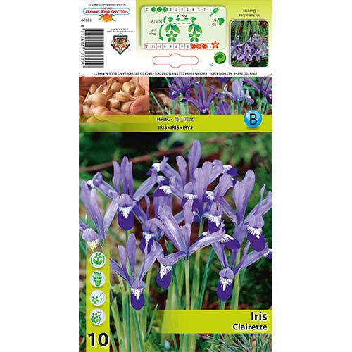 Iiris Clairette interface.image 1 interface.art 67606