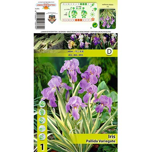 Iiris Pallida Variegate interface.art foto 1 Iiris Pallida Variegate interface.image 1 interface.art 70421