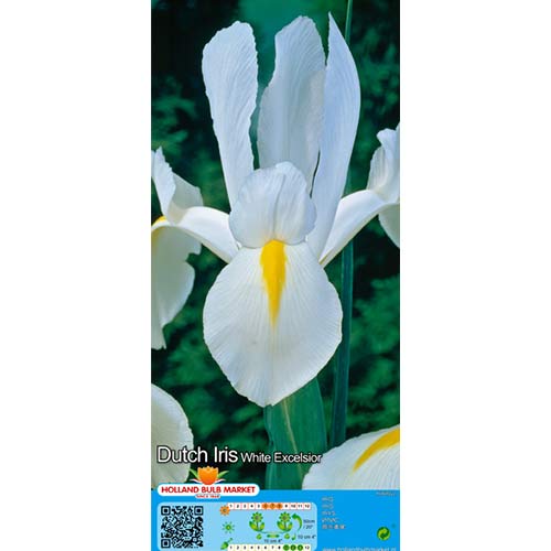 Iiris White interface.art foto 1 Iiris White interface.image 1 interface.art 68126