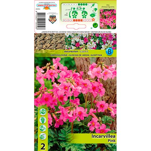 Inkarvillea Delavayi Pink interface.art foto 1 Inkarvillea Delavayi Pink interface.image 1 interface.art 76280