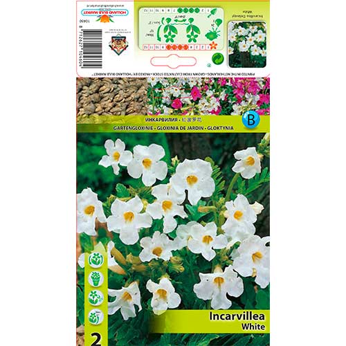 Inkarvillea Delavayi White interface.art foto 1 Inkarvillea Delavayi White interface.image 1 interface.art 76281