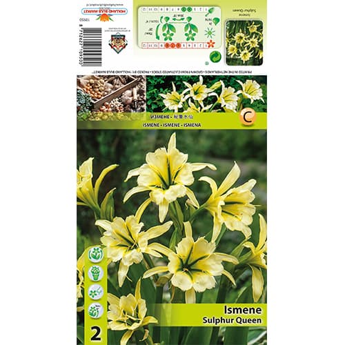 Ismene Sulphur Queen interface.art foto 1 Ismene Sulphur Queen interface.image 1 interface.art 77829