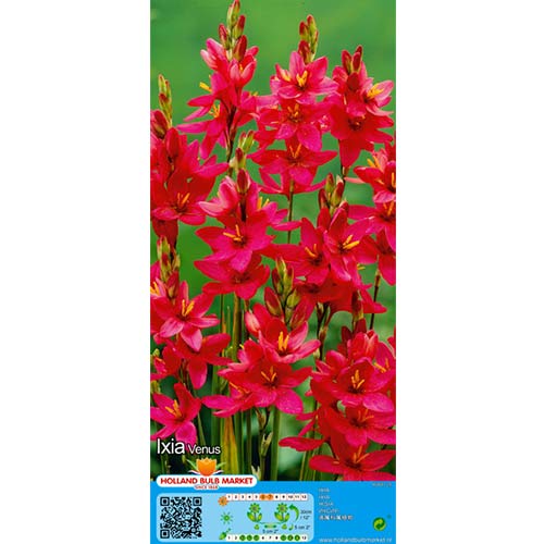 Ixia Venus interface.art foto 1 Ixia Venus interface.image 1 interface.art 76297