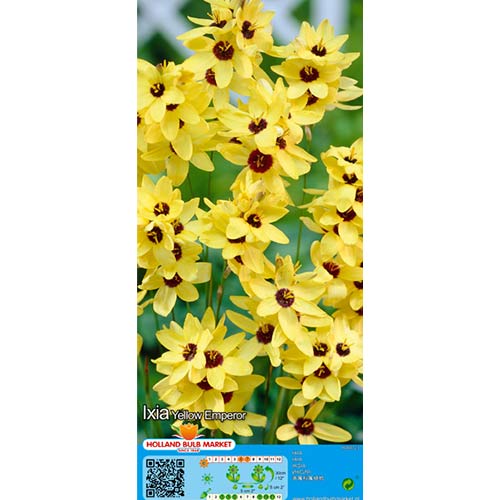 Ixia Yellow Emperor interface.art foto 1 Ixia Yellow Emperor interface.image 1 interface.art 76298