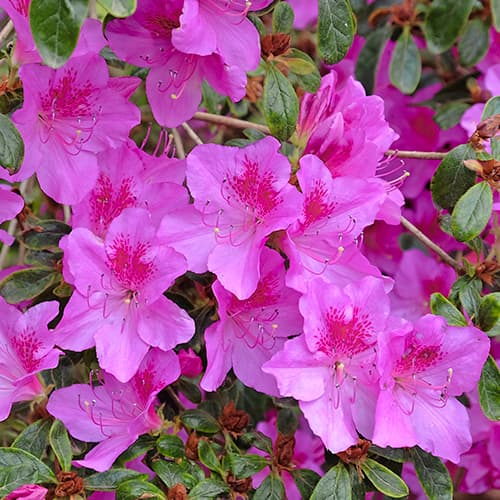 Jaapani rododendron Konigstein, P9 interface.image 1 interface.art 5643