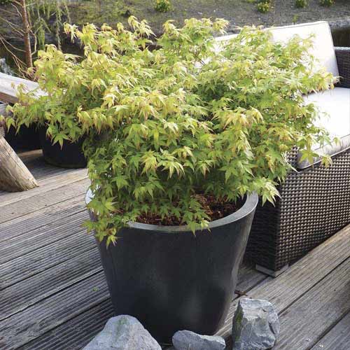 Jaapani vaher Little Princess, С3 interface.image 1 interface.art 8500