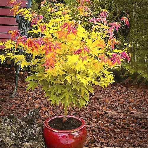 Jaapani vaher Orange Dream, С3 interface.image 1 interface.art 8501