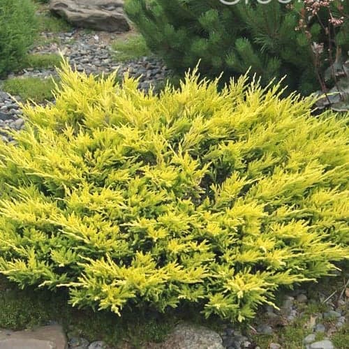 Kadakas Limeglow interface.image 1 interface.art 9458