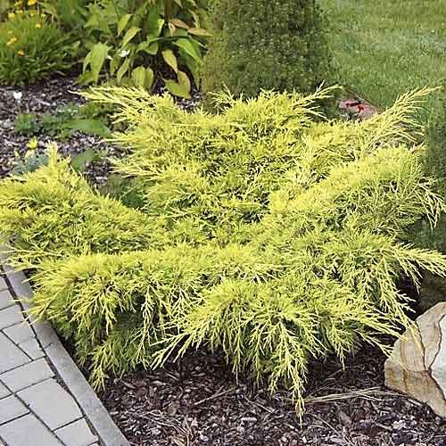 Kadakas Old Gold, С3 interface.image 1 interface.art 7741