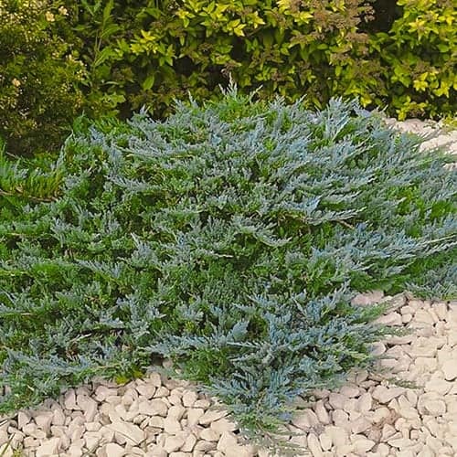 Kadakasinine kiip, Р9 interface.image 1 interface.art 9434