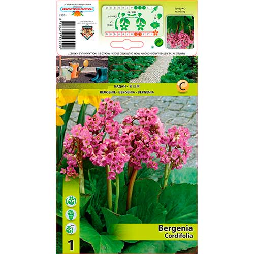 Kaheleheline bergeenia interface.art foto 1 Kaheleheline bergeenia interface.image 1 interface.art 76193