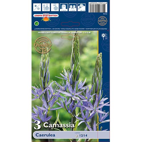 Kamasia Leichtlinii Caerulea interface.art foto 1 Kamasia Leichtlinii Caerulea interface.image 1 interface.art 67609