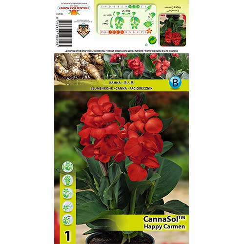 Kanna (Canna) Happy Carmen interface.art foto 1 Kanna (Canna) Happy Carmen interface.image 1 interface.art 70364