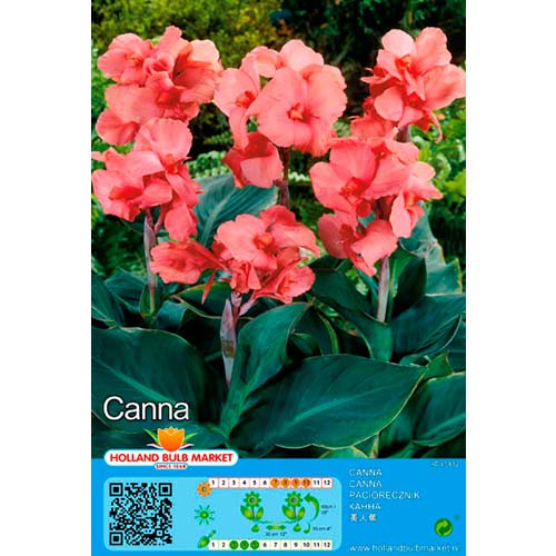 Kanna Pink interface.art foto 1 Kanna Pink interface.image 1 interface.art 70462