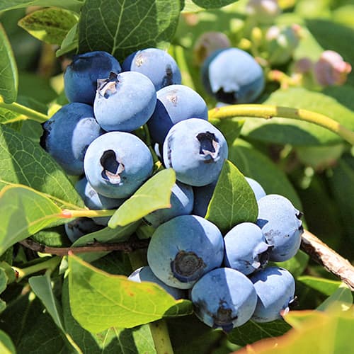 Kännasmustikas Vaccinium Corymbosum Bluegold, P9 interface.image 1 interface.art 9323