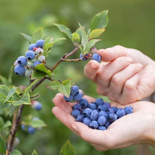 Kännasmustikas Vaccinium Corymbosum Brigitta, P9 interface.art foto 1 Kännasmustikas Vaccinium Corymbosum Brigitta, P9 interface.image 1 interface.art 9292