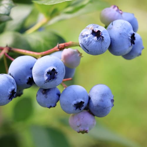 Kännasmustikas Vaccinium Corymbosum Earliblue, P9 interface.image 1 interface.art 9301