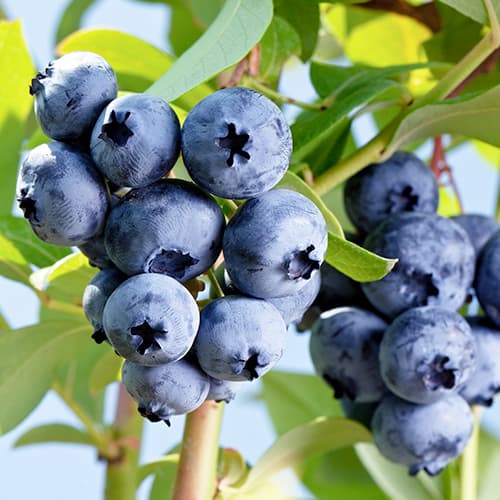 Kännasmustikas Vaccinium Corymbosum Elizabeth, P9 interface.art foto 1 Kännasmustikas Vaccinium Corymbosum Elizabeth, P9 interface.image 1 interface.art 9300