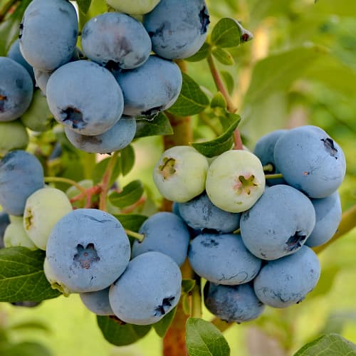 Kännasmustikas Vaccinium Corymbosum New Hanover, P9 interface.image 1 interface.art 1580