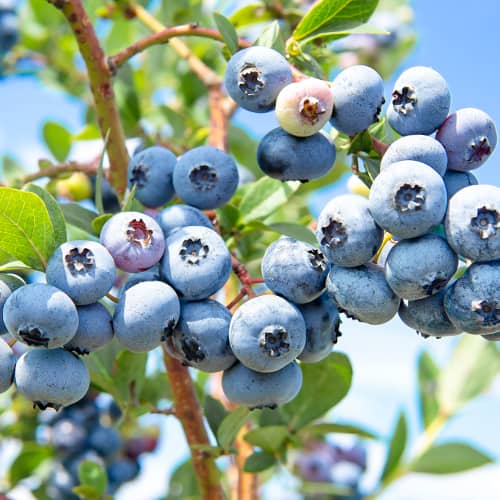 Kännasmustikas Vaccinium Corymbosum Sweetheart, P9 interface.image 1 interface.art 1581