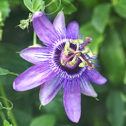 Kannatuslill Passiflora Lavender Lady, P9 interface.art foto 1 Kannatuslill Passiflora Lavender Lady, P9 interface.image 1 interface.art 9594