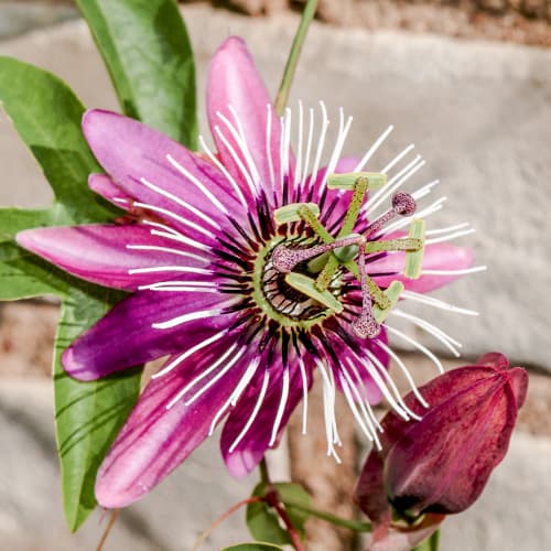 Kannatuslill Passiflora Victoria interface.art foto 1 Kannatuslill Passiflora Victoria interface.image 1 interface.art 9079