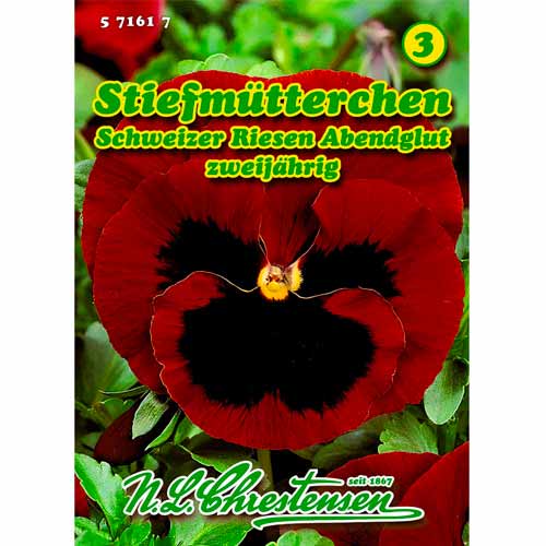 Kannikesed Schweizer Riesen, Abendglut Chrestensen interface.image 1 interface.art 50037