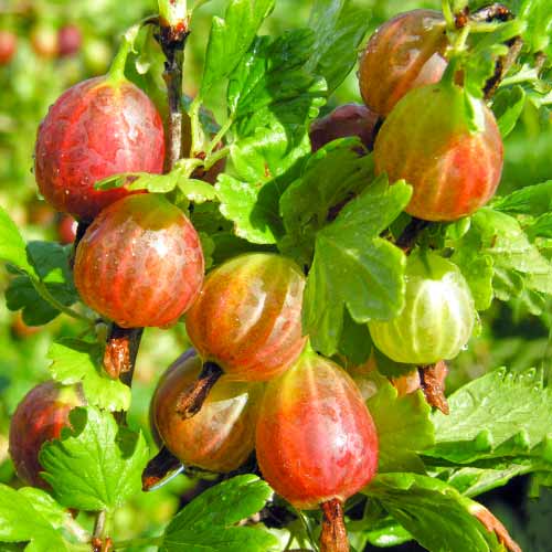 Karusmari Achilles interface.image 1 interface.art 5830