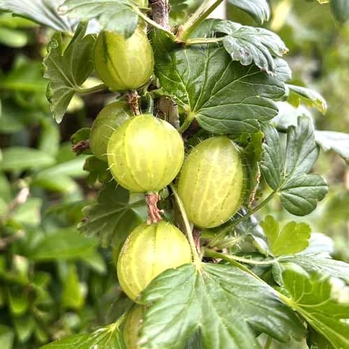 Karusmari Invicta interface.art foto 1 Karusmari Invicta interface.image 1 interface.art 7647