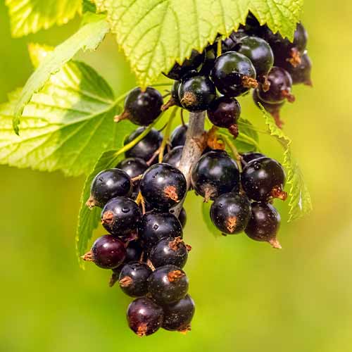 Karusmarja taim interface.art foto 1 Karusmarja taim interface.image 1 interface.art 5834