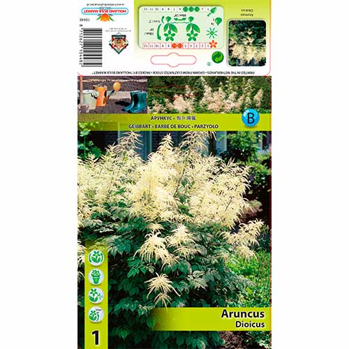 Kitseenelas (Aruncus) interface.art foto 1 Kitseenelas (Aruncus) interface.image 1 interface.art 76173