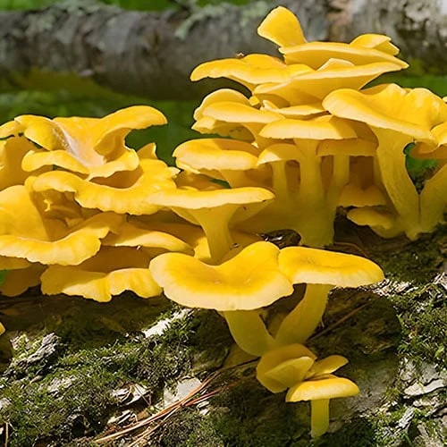 Kollased austerservikud (Pleurotus citrinopileatus) interface.image 1 interface.art 96883