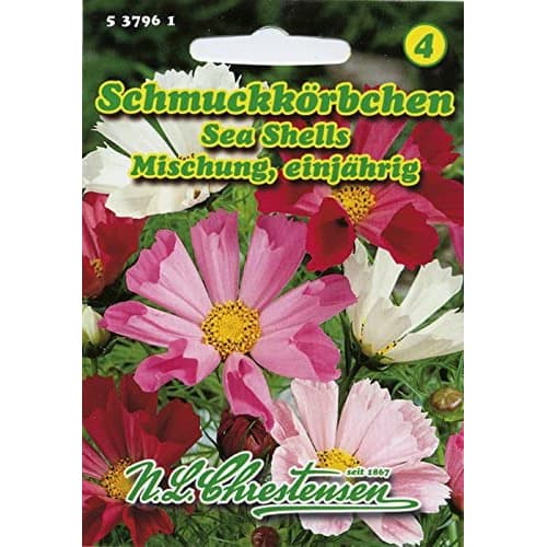 Kosmosed Sea Shells Mischung interface.image 1 interface.art 87805