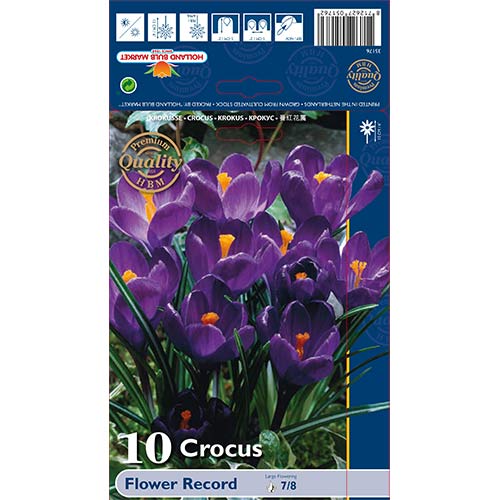 Krookuse Flower Record interface.art foto 1 Krookuse Flower Record interface.image 1 interface.art 67330