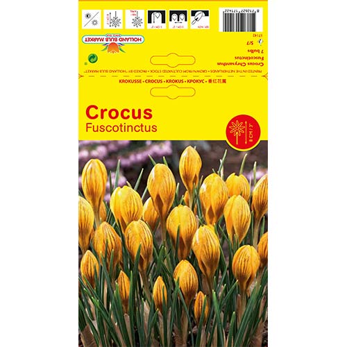 Krookuse Fuscontinctus interface.art foto 1 Krookuse Fuscontinctus interface.image 1 interface.art 67539
