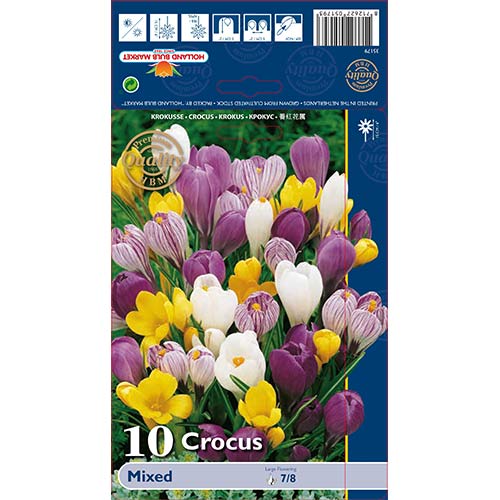 Krookuse Large Flowering Mixed interface.image 1 interface.art 68015