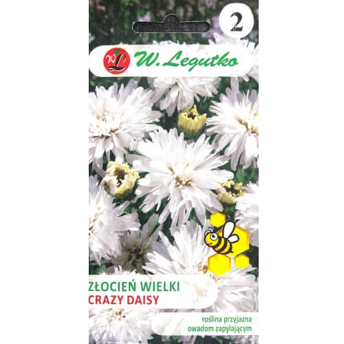 Krüsanteem Crazy Daisy valge Legutko interface.art foto 1 Krüsanteem Crazy Daisy valge Legutko interface.image 1 interface.art 86805