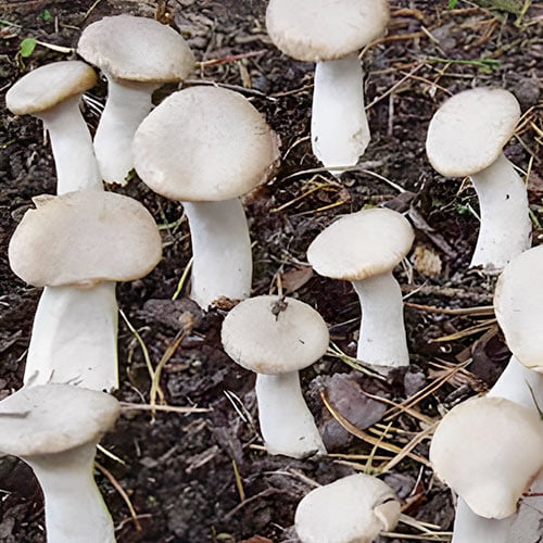 Kuningservikud (Pleurotus eryngii) interface.image 1 interface.art 96885