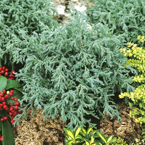 Küpress Baby Blue , C2 interface.image 1 interface.art 7733