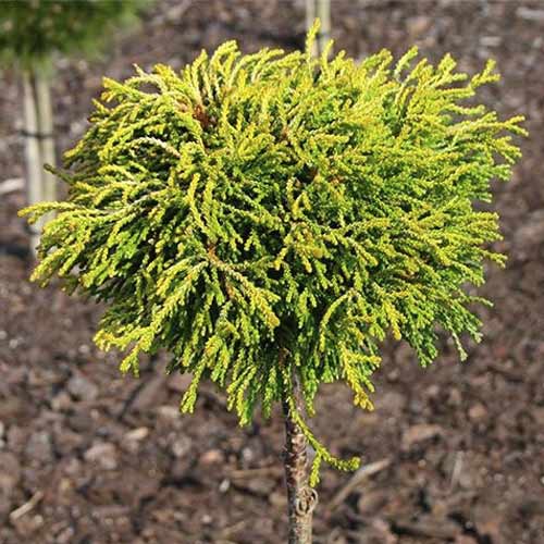 Küpress Gitte, C4 interface.art foto 1 Küpress Gitte, C4 interface.image 1 interface.art 8244