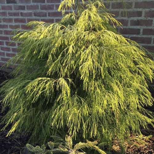 Küpress Karaca, C4 interface.art foto 1 Küpress Karaca, C4 interface.image 1 interface.art 8243