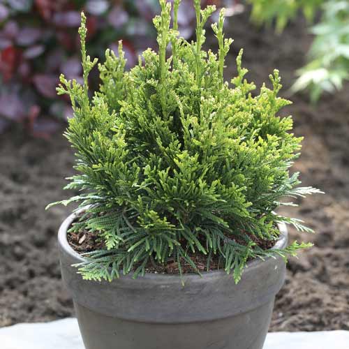Lääne Thuja (Thuja) Can-Can, С3 interface.art foto 1 Lääne Thuja (Thuja) Can-Can, С3 interface.image 1 interface.art 7756
