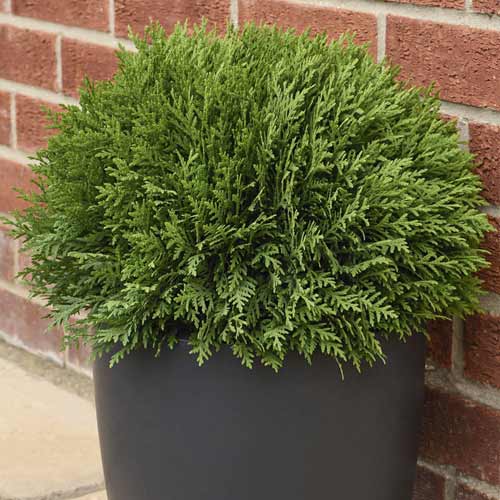 Lääne Thuja (Thuja) Tiny Tim, C2 interface.art foto 1 Lääne Thuja (Thuja) Tiny Tim, C2 interface.image 1 interface.art 7754