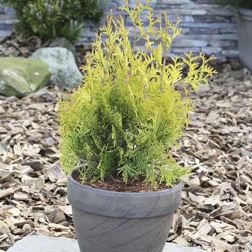 Lääne Thuja (Thuja) Yellow Ribbon, С3 interface.art foto 1 Lääne Thuja (Thuja) Yellow Ribbon, С3 interface.image 1 interface.art 7755