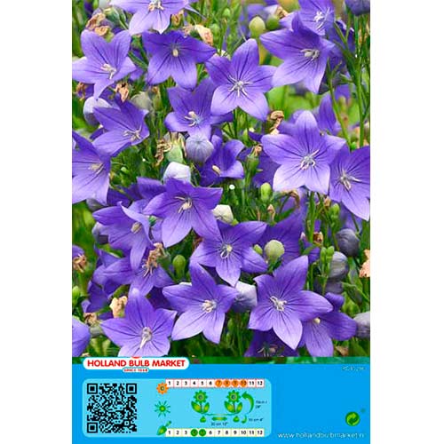 Laikellukas Blue interface.image 1 interface.art 76497