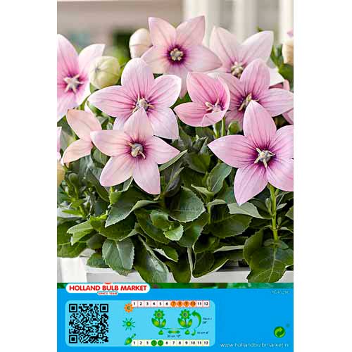 Laikellukas Pink interface.art foto 1 Laikellukas Pink interface.image 1 interface.art 76498