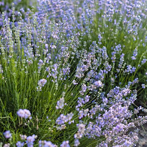 Lavendel Granny's Bouquet, P9 interface.art foto 1 Lavendel Granny's Bouquet, P9 interface.image 1 interface.art 1593