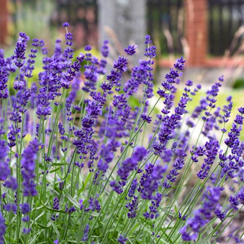 Lavendel Hidcote, P9 interface.art foto 1 Lavendel Hidcote, P9 interface.image 1 interface.art 1594